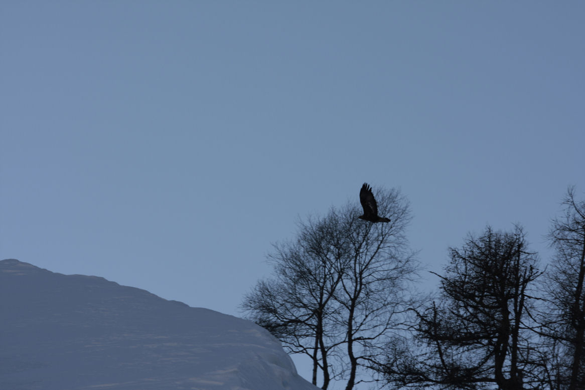 aquila reale e gallo forcello